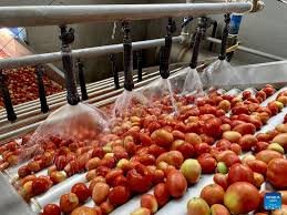 Tomato Processing plant