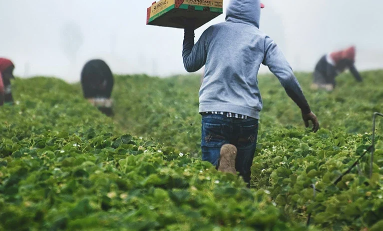 Discover how food processing and value addition are shaping the future of agribusiness in Kenya and East Africa.