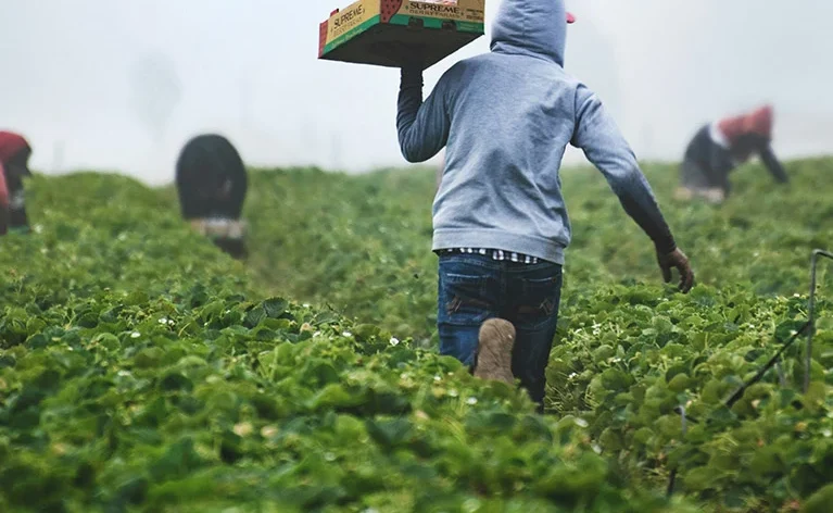Discover how food processing and value addition are shaping the future of agribusiness in Kenya and East Africa.