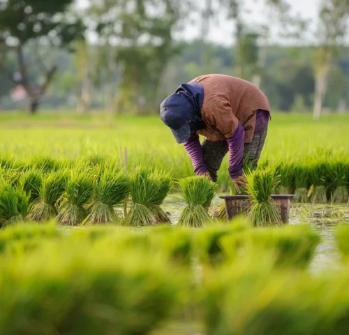 Discover how smart irrigation and drainage systems are transforming agriculture and improving farm yields in East Africa.