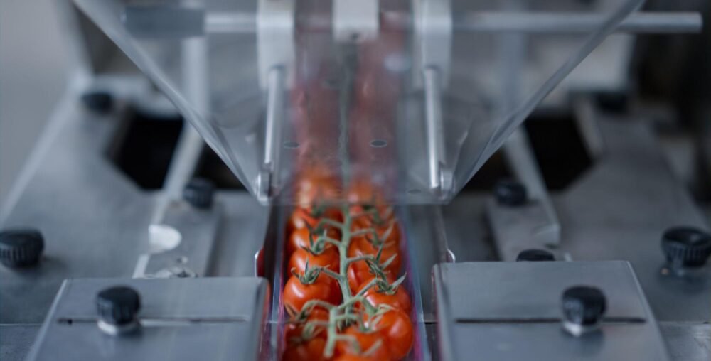 tomatoe processing palnt illustrative image