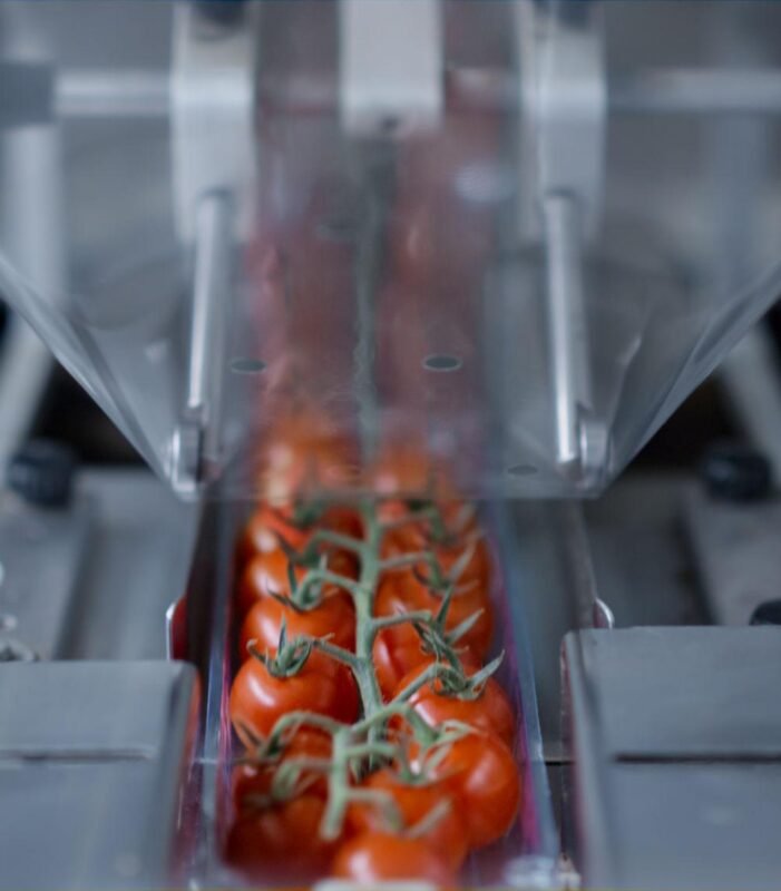 tomatoe processing palnt illustrative image