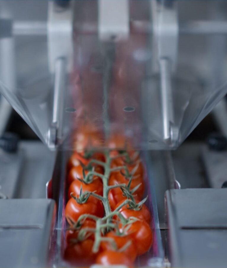 tomatoe processing palnt illustrative image