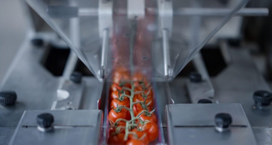 tomatoe processing palnt illustrative image